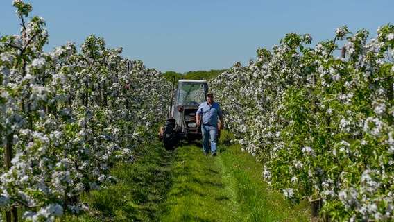 Tim Plüschau, Obstbauer im Kreis Pinneberg, kontrolliert die Blüten seiner Apfelbäume. Die Apfelblüte in Schleswig-Holstein hat begonnen. © picture alliance / dpa Foto: Axel Heimken