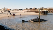 Ein vor Sylt angespülter Pottwal liegt tot im Wasser. © Danfoto 