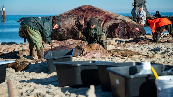 (Sylt): Forscher des Institut für Terrestrische und Aquatische Wildtierforschung (ITAW) arbeiten an dem Pottwal-Kadaver am Strand. © dpa Foto: Jonas Walzberg