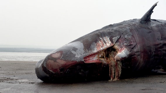 Ein Pottwal liegt auf einer Sandbank. © picture alliance / dpa Foto: Carsten Rehder