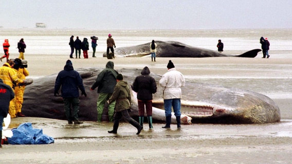 Blick auf zwei der drei verendeten Wale am 24.1.1998 am Nordseestrand von Sankt Peter-Ording. © picture-alliance / dpa | Wulf Pfeiffer 