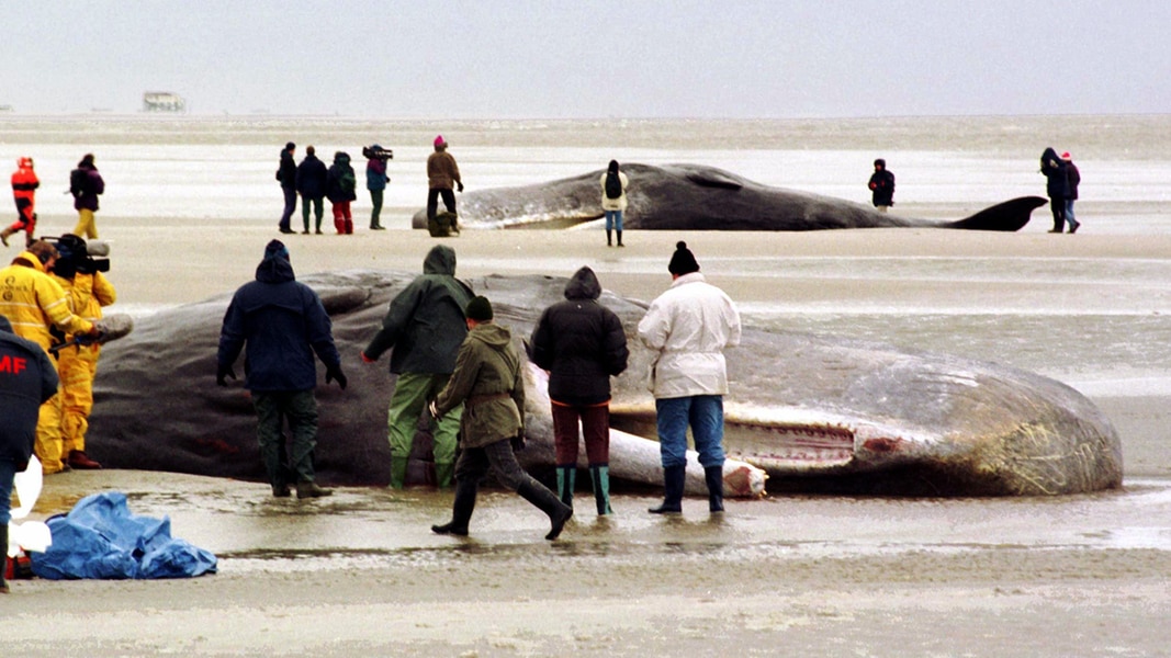 Von Pottwalen und Orcas: So oft wurden in SH tote Tiere angespült