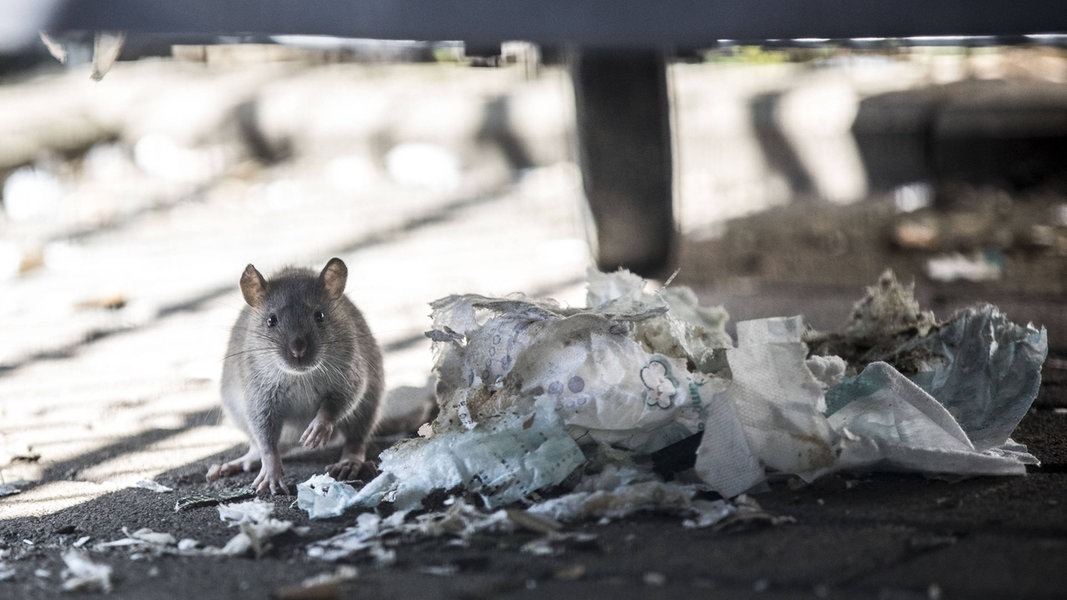 Eine Ratte sitzt unter einer Mülltonne zwischen Müll.