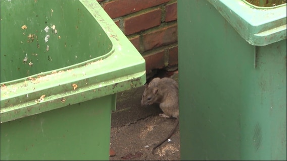 Eine Ratte zwischen zwei Mülltonnen. © NDR Foto: Lena Haamann