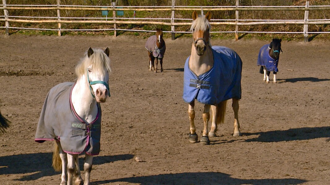 Riding school in corona pandemic: “We’re walking on the gums” |  NDR.de – News – Schleswig-Holstein