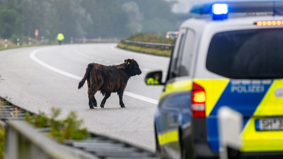 Ein freilaufendes Rind auf der A7 zwischen Flensburg und Tarp. © Nordpresse Foto: Sebastian Iwersen