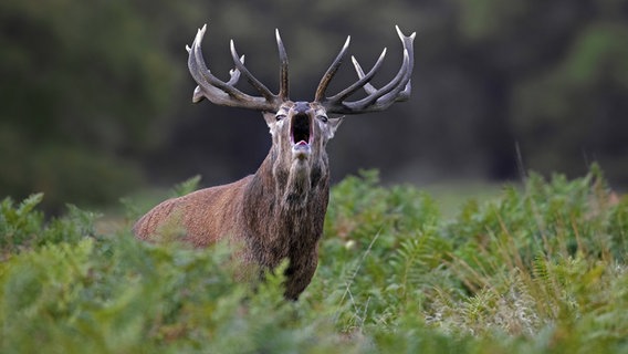 Ein röhrender Rothirsch. © IMAGO / imagebroker 