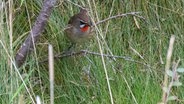 Ein Rubinkehlchen hüpft auf Helgoland durch das Gestrüpp. © Phil Keuschen / Vogelwarte Helgoland Foto: Phil Keuschen