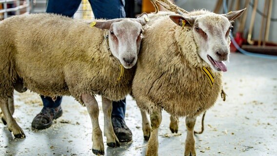 Schafe auf dem Schafmarkt in Husum. © Axel Heimken/dpa-Bildfunk Foto: Axel Heimken/dpa-Bildfunk