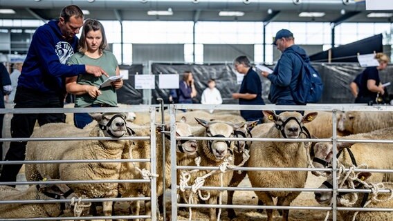 Besucher*innen notieren sich, welche Schafe sie wollen. © Axel Heimken/dpa-Bildfunk Foto: Axel Heimken/dpa-Bildfunk