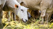 Ein Schaf mit Blauzungenkrankheit steht mitten in einer Herde. © picture alliance / ANP Foto: ROB ENGELAAR