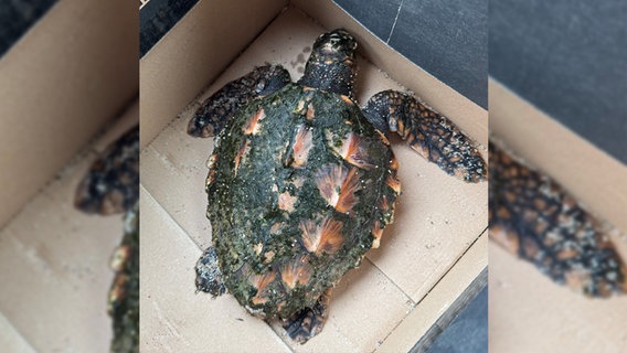 Eine unechte Karettschildkröte in einem Pappkarton © Polizeidirektion Flensburg Foto: Polizeidirektion Flensburg