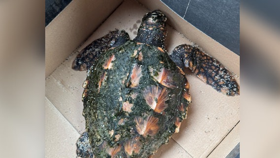 Eine unechte Karettschildkröte in einem Pappkarton © Polizeidirektion Flensburg Foto: Polizeidirektion Flensburg