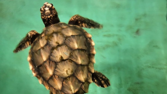 Eine unechte Karettschildkröte schwimmt in einem Becken im Aquarium Sylt. © Aquarium Sylt 