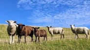 Mehrere Schafe stehen auf einer Weide unter bewölktem Himmel. © Heike Lücking Foto: Heike Lücking