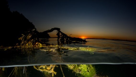 Algen in der Ostsee, die unter sowie über der Wasseroberfläche schwimmen. © Michael Wittl Foto: Michael Wittl
