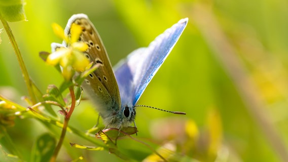 Ein Schmetterling zwischen Gräsern. © Mike Mohr Foto: Mike Mohr