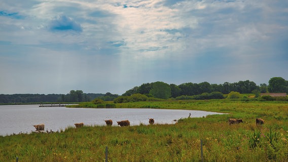 Rinder stehen auf einer Weide in der Nähe eines Gewässers. © Ralf Horstmann Foto: Ralf Horstmann