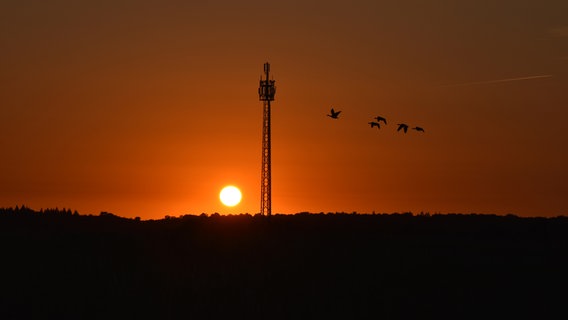 Gänse fliegen bei Sonnenuntergang an einem Funkmast vorbei. © Jana Hobe Foto: Jana Hobe