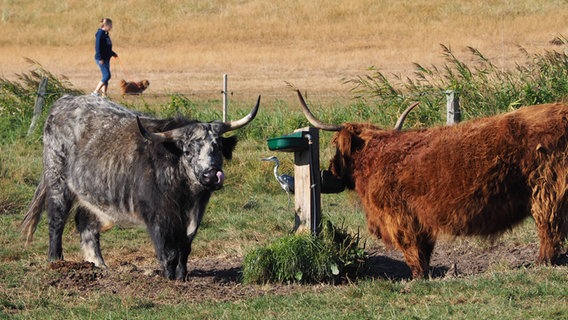 Zwei Rinder stehen an einer Wasserstelle auf einer Wiese. © Gudrun Gallandt Foto: Gudrun Gallandt