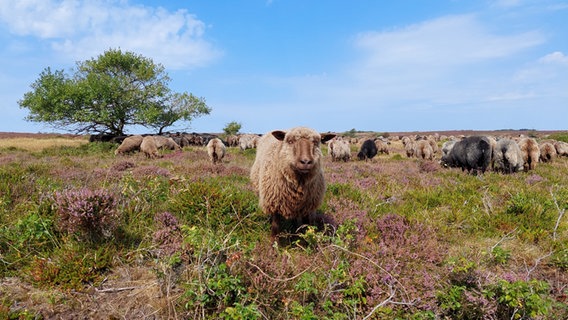 Eine weidende Schafherde in der blühenden Braderuper Heide. Ein Schaf schaut direkt in die Kamera. © Sascha Windelschmidt Foto: Sascha Windelschmidt