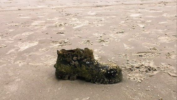 Mit Seepocken übersähter Schuh am Strand © Petra Lassen Foto: Petra Lassen
