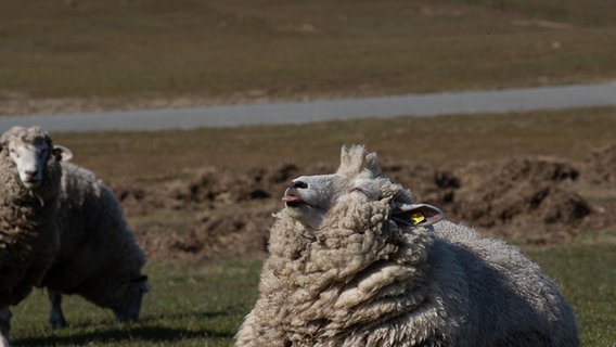 Ein Schaf hebt seinen Kopf der Sonne entgegen und streckt die Zunge dabei raus. © Laura Schelp Foto: Laura Schelp