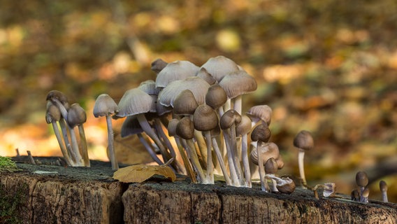 Viele Pilze die auf einem Baumspumpf wachsen. © Ingrid Wulf Foto: Ingrid Wulf