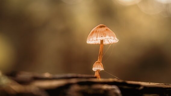 Nahaufnahme eines Pilzes bei Sonnenschein © Christiane Heggemann Foto: Christiane Heggemann