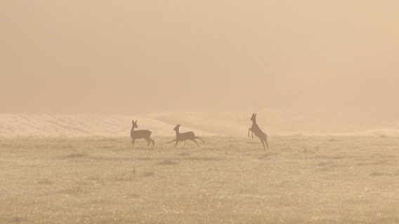 Drei Rehe springend im Nebel auf einer Wiese © Martina Ladiges Foto: Martina Ladiges