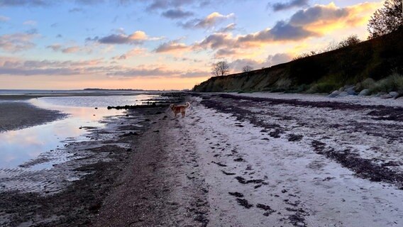 Golden Retriever morgens am Strand zwischen Laboe und Stein © Andrea Vollert Foto: Andrea Vollert
