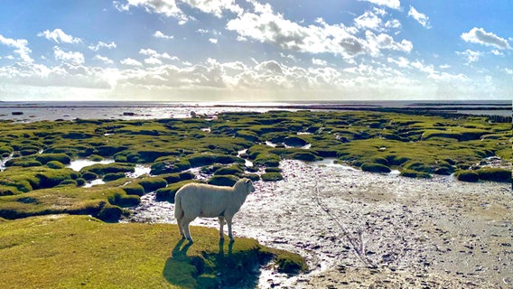 Schaf blickt auf das Wattenmeer bei Sonnenschein © Reimar Vogt Foto: Reimar Vogt