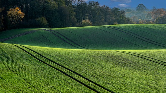 Eine Hügellandschaft in Bebensee und im Hintergrund herbstliche Bäume. © Klaus Kock Foto: Klaus Kock