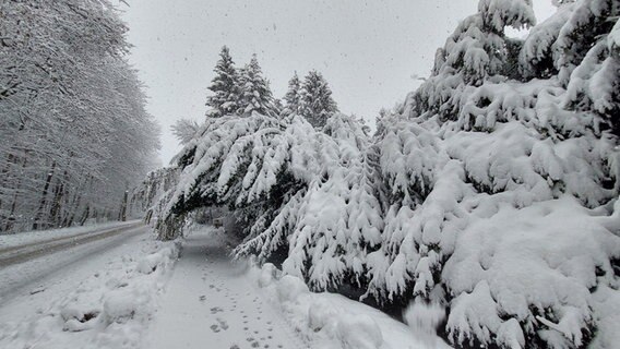 Ein Gehweg mit Tannenbäumen, der komplett mit Schnee bedeckt ist. © Monika Wagenführ Foto: Monika Wagenführ