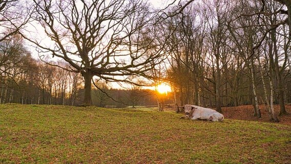 In einem Gehölz liegt ein Bulle unter kahlen Bäumen während die Sonne hinter ihm aufgeht. © Ralf Horstmann Foto: Ralf Horstmann