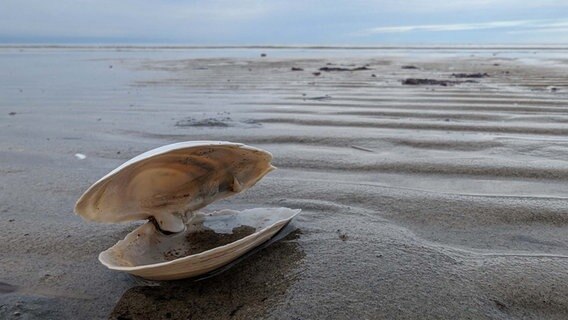Eine geöffnete Muschel liegt im Vordergrund, die Ostsee ist am Horizont zu erkennen. © Stefanie Rocek Foto: Stefanie Rocek