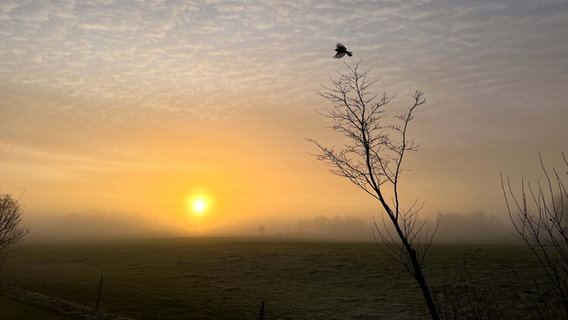 Ein Vogel startet gerade aus einer Baumkrone, während die Morgensonne durch Nebelschwaden leuchtet. © Susanne Lansberg Foto: Susanne Lansberg
