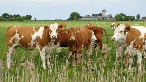 Eine Gruppe Rinder steht auf einer Weide und blickt in die Kamers © Christel Thomsen Foto: Christel Thomsen