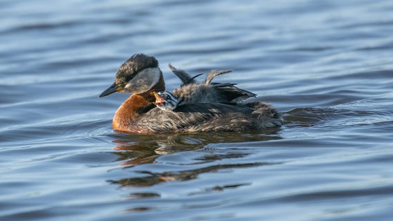 Haubentaucher auf dem Wasser mit Jungtier auf dem Rücken. © Jörn Tietje Foto: Jörn Tietje