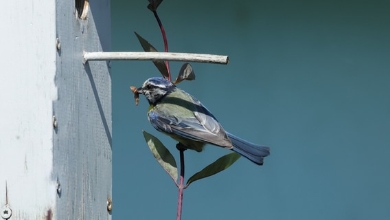 Eine Blaumeise sitzt auf einem Zweig am Vogelhaus. © Telse Kock Foto: Telse Kock