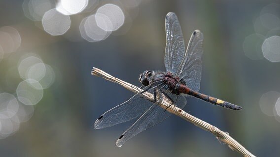 Makroaufnahme einer Libelle auf einem Zweig. © Andreas Brammer Foto: Andreas Brammer