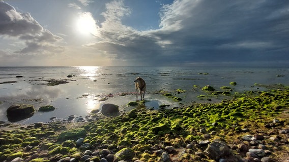 Hund am Strand mit Sonne © Kerstin Amme Foto: Kerstin Amme