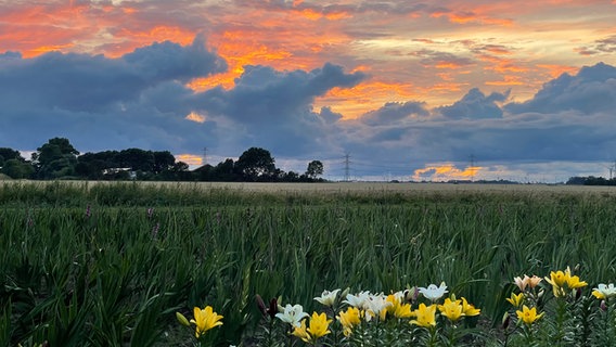 Orangene Wolken bei Sonnenuntergang über einem Feld bei Meldorf. © Ina Berg Foto: Ina Berg