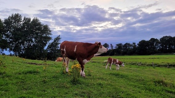 Eine Kuh steht mit einem Kalb auf einer Weide unter bewölktem Himmel. © Bjarne Hansen Foto: Bjarne Hansen