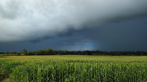Ein dunkles Band von Regenwolken zieht über einem Maisfeld auf. © Angela Christiansen Foto: Angela Christiansen