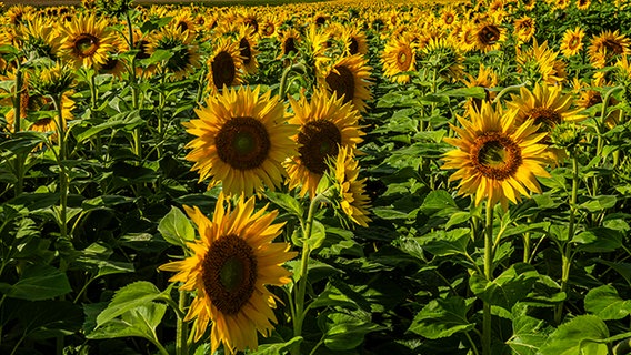 Ein von der Sonne angestrahltes Sonnenblumenfeld. © Klaus Kock Foto: Klaus Kock