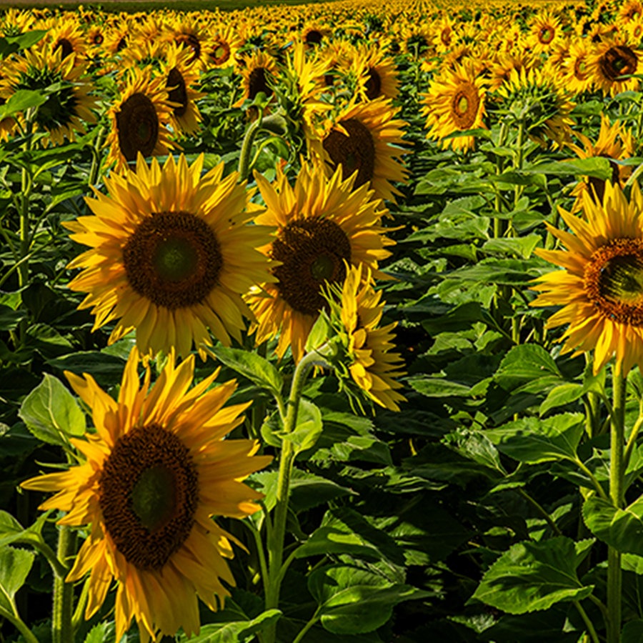 Ein von der Sonne angestrahltes Sonnenblumenfeld. © Klaus Kock Foto: Klaus Kock