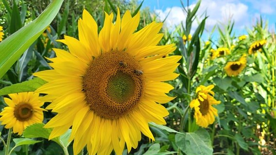 Sonnenblumen im Maisfeld mit Bienen in der Blüte. © Uwe Thebus Foto: Uwe Thebus