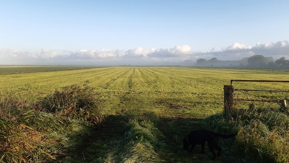 Ein frisch gemähtes Feld im Flachland von Dithmarschen. © Inken Schmidt Foto: Inken Schmidt