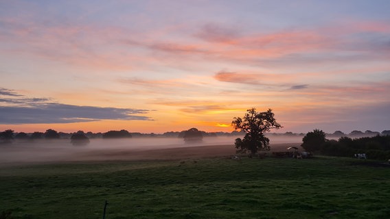 Sonnenaufgang über einer Weide mit Rindern. © Karoline Stephan Foto: Karoline Stephan